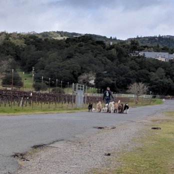 The Mutt Mentor - Pack walk = calm well-rounded pups! - Pet Training Near Me