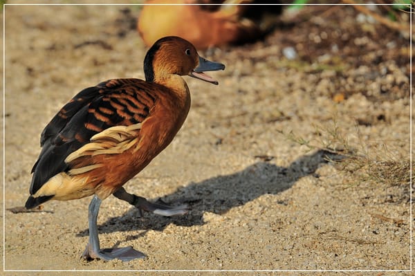 Parc zoologique de Paris by null