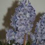 Photo of Fleurs de Rose