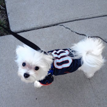 Chicago Grooming Parlor - Clean pup ready for our Sunday walk (taken sometime in October). - Pet Groomers Near Me - Chicago, Illinois