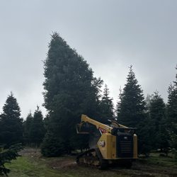 Fresh Cut Christmas Trees - Big trees are farm raised NOT cut from the forest