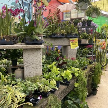 Oakland Nursery - Columbus - Indoor plants - Nurseries & Gardening Near Me - Columbus, Ohio Oakland Nursery - Columbus - Indoor plants - Nurseries & Gardening Near Me - Columbus, Ohio