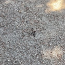 Flora Vista Dog Park - Poop