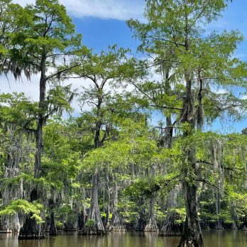 Caddo Lake State Park - Parks Near Me - Karnack, Texas
