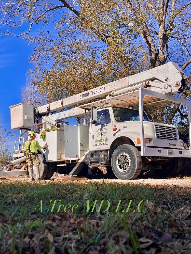 A Tree M D - tree service in Virginia Beach, VA