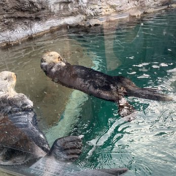 Seattle Aquarium - Sea Otters - Aquariums Near Me - Seattle, Washington Seattle Aquarium - Sea Otters - Aquariums Near Me - Seattle, Washington