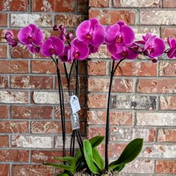 Cugini Florists & Fine Gifts