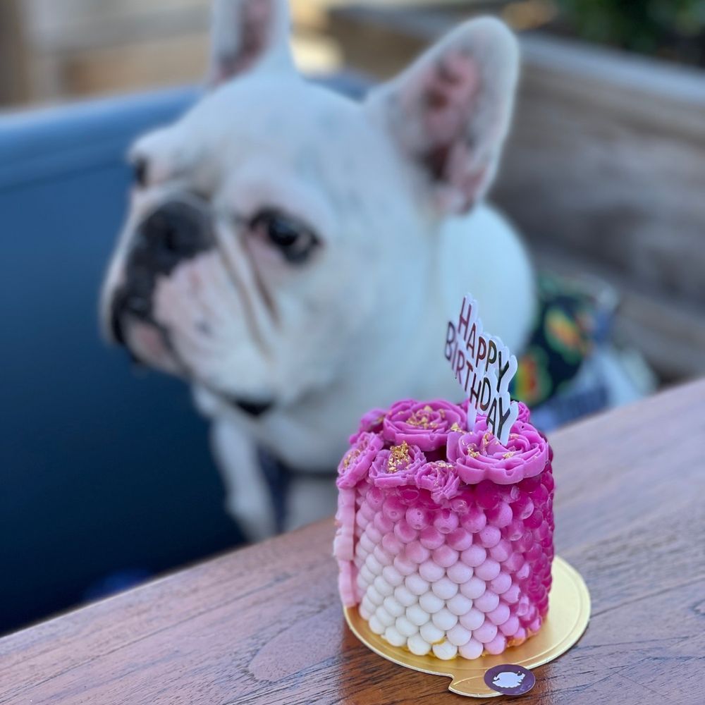 Mishka - Extra bday cake! - Pet Stores Near Me - San Francisco, California Mishka - Extra bday cake! - Pet Stores Near Me - San Francisco, California