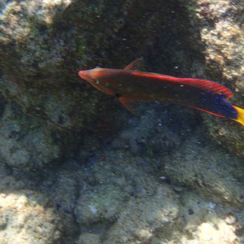 Poipu Beach - Awesome colorful fish - Beaches Near Me - Koloa, Hawaii Poipu Beach - Awesome colorful fish - Beaches Near Me - Koloa, Hawaii