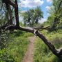 Photo of San Miguel Commemorative Grove
