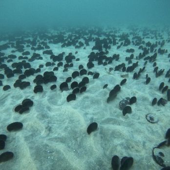 Salty Fins Diving - Sand Dollar Fields off the La Jolla Shores - Scuba Diving Near Me Salty Fins Diving - Sand Dollar Fields off the La Jolla Shores - Scuba Diving Near Me