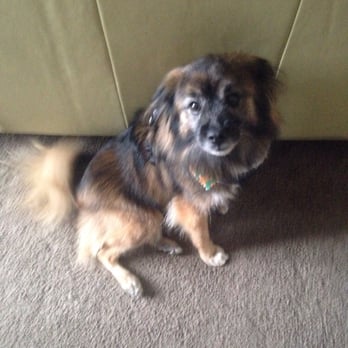 Shaggy Dog - Haircut by Amber - Pet Groomers Near Me - Kennewick, Washington Shaggy Dog - Haircut by Amber - Pet Groomers Near Me - Kennewick, Washington