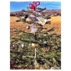 Donnelly Park - Canine Christmas Tree!
