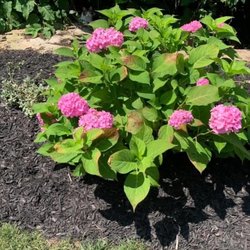 Pink hydrangeas