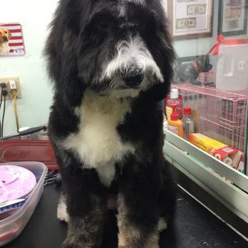 Louie's Professional Grooming - Pet Groomers Near Me - Hollywood, Florida Louie's Professional Grooming - Pet Groomers Near Me - Hollywood, Florida