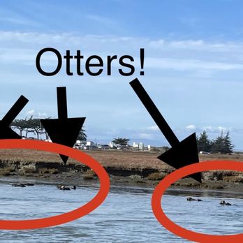 Monterey Bay Eco Tours - Otters! - Boat Tours Near Me - Moss Landing, California Monterey Bay Eco Tours - Otters! - Boat Tours Near Me - Moss Landing, California