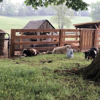 Natchez Trace Stables - Sheep & goats - Horseback Riding Near Me - Primm Springs, Tennessee Natchez Trace Stables - Sheep & goats - Horseback Riding Near Me - Primm Springs, Tennessee