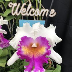 Orchids In Bloom