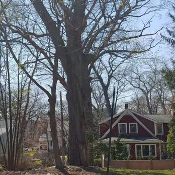 Javier’s Landscaping & Tree Services - Before removal - Tree Services Near Me Javier’s Landscaping & Tree Services - Before removal - Tree Services Near Me