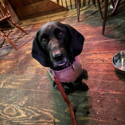 Tinker Street Tavern - Great burgers, great drinks and dog friendly.