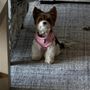 Pampered Paws Pet Salon