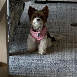 Pampered Paws Pet Salon