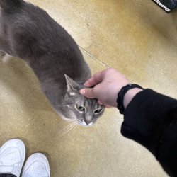 Oak Mountain Hobbies - Cat