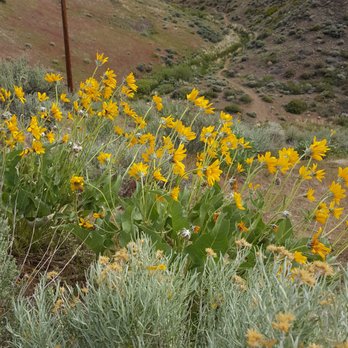 Evans Creek Trailhead - Flowers! - Hiking Near Me - Reno, Nevada