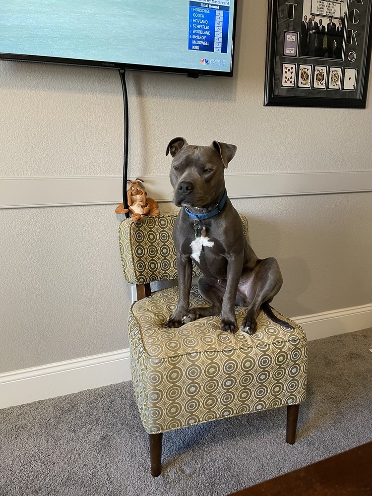 ADVENTURE PET RESORT 166 Photos & 118 Reviews Pet Groomers 8370 S