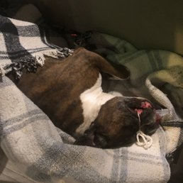 How my dog was brought home with a tube down his throat. How my dog was brought home with a tube down his throat.