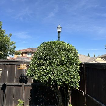 John’s Lawn Care & Maintenance - Fairfield Trimming services - Lawn Services Near Me - Fairfield, California John’s Lawn Care & Maintenance - Fairfield Trimming services - Lawn Services Near Me - Fairfield, California