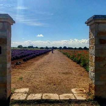 Becker Vineyards - Wine Tasting Room Near Me - Fredericksburg, Texas Becker Vineyards - Wine Tasting Room Near Me - Fredericksburg, Texas