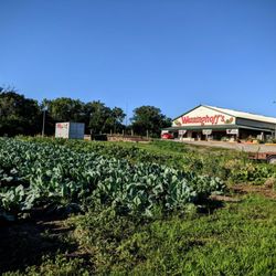 Wenninghoff’s - Wenninghoff's Farm & Farmer's Market in the Summer.