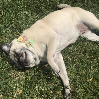 Temecula Pet Salon - So relaxed after her spa day! - Pet Groomers Near Me - Temecula, California Temecula Pet Salon - So relaxed after her spa day! - Pet Groomers Near Me - Temecula, California