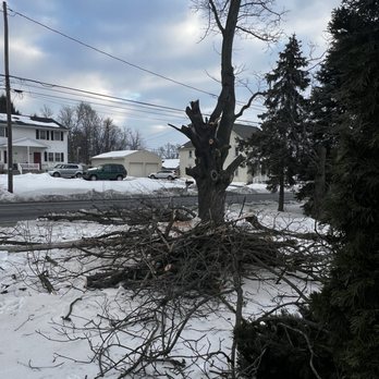 Mikes Tree Services - Drove off with not completing the job after taking my money $1500. - Tree Services Near Me Mikes Tree Services - Drove off with not completing the job after taking my money $1500. - Tree Services Near Me