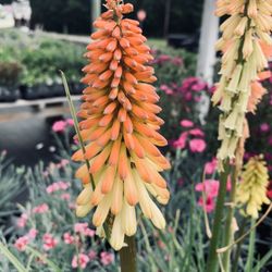 Hart's Greenhouse & Florist