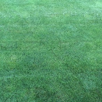 Timber Wolf Tree & Lawn - a bear in the grass - Lawn Services Near Me - Elizabethtown, Pennsylvania Timber Wolf Tree & Lawn - a bear in the grass - Lawn Services Near Me - Elizabethtown, Pennsylvania