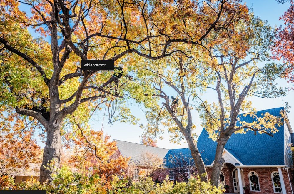 Salas Tree Service - tree service in Bethany, OK