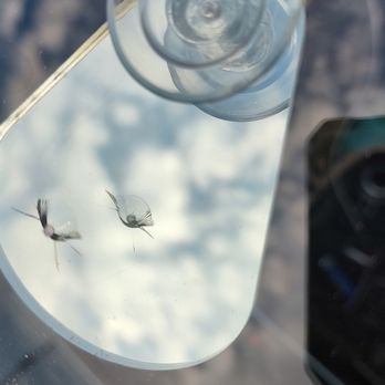 Windshield Resin Solutions - Getting ready to repair a combination rock chip in a customers windshield. - Windshield Installation & Repair Near Me Windshield Resin Solutions - Getting ready to repair a combination rock chip in a customers windshield. - Windshield Installation & Repair Near Me