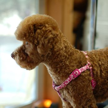 A La Carte Pet Grooming - Pet Groomers Near Me - Grants Pass, Oregon A La Carte Pet Grooming - Pet Groomers Near Me - Grants Pass, Oregon