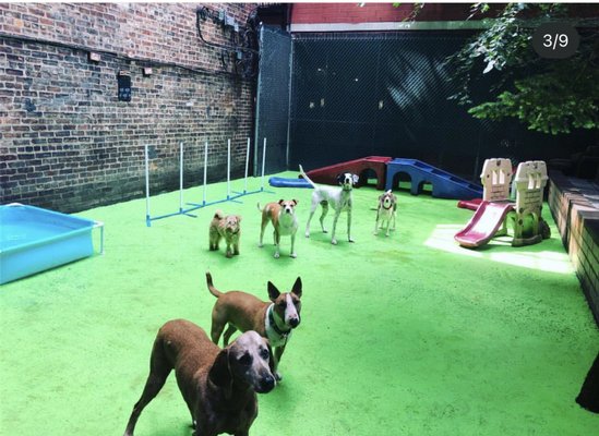 D is for Doggy - Daycare & Grooming by null