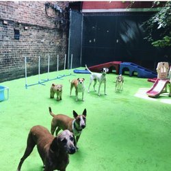 D is for Doggy - Tail-wagging Bliss: Paws-itively Perfect Day at D is for Doggy! Backyard playtime is a dog's dream come true, and our furry friends could