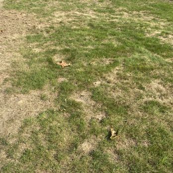 4everGreen Turf Management - a patch of green grass with brown patches - Pest Control Near Me - West Warwick, Rhode Island 4everGreen Turf Management - a patch of green grass with brown patches - Pest Control Near Me - West Warwick, Rhode Island
