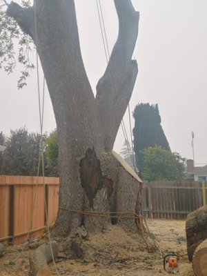 Tree removal - This was a big one we had to get out Tree removal - This was a big one we had to get out