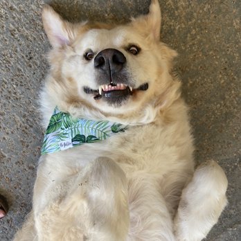 Dogue Spa - Jake after he got groomed - Pet Groomers Near Me - West Hollywood, California Dogue Spa - Jake after he got groomed - Pet Groomers Near Me - West Hollywood, California