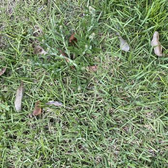 Greenworks - Weeds and dead grass - Pest Control Near Me - Plant City, Florida Greenworks - Weeds and dead grass - Pest Control Near Me - Plant City, Florida