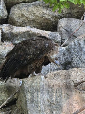 Alpenzoo Innsbruck - Tirol by null