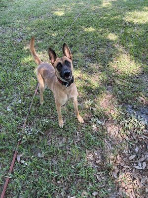 【 dog.woof  】 Woof Washer 360 Dog Washing Station - Adjustable for Small