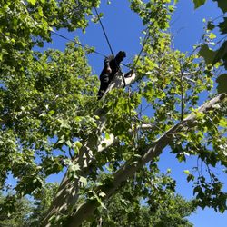 Benavides Tree Trimming & Removal