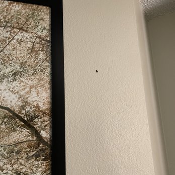 Residence Inn by Marriott Durango - Smashed bug in the wall. - Hotels Near Me - Durango, Colorado Residence Inn by Marriott Durango - Smashed bug in the wall. - Hotels Near Me - Durango, Colorado